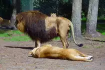 L�wen im Serengetipark, 9.9.15