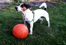 Ein Jack Russell Terrier beim spielen. Foto 16.03.16