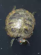 Walter Zoo Gossau/SG - Bewohner eine Rotwangenschildkr�te .. Foto vom 20.05.2007