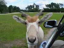 Der Gro�e Kudu im Serengetipark ist gar nicht scheu und kommt gerne ans Auto, 9.9.15