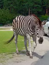 Das Zebra l�uft brav am Fahrbahnrand im Serengetipark, 9.9.15