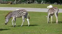 Zebras grasen im Serengetipark, 9.9.15
