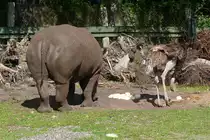 Ein Nashorn bei der Ei-Ablage im Serengetipark, 9.9.15