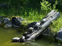Walter Zoo Gossau/SG - Stau auf dem Baumstam .. Gelbwangenschildkr�ten und Rotwangenschildkr�ten zusammen am Sonnenbad .. Foto vom 20.05.2007