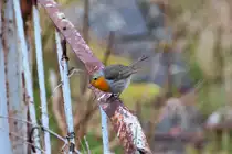 Rotkehlchen auf einem Zaun. - 10.03.016