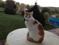 Kakao-Weie Katze in Chotevice,Tschechien