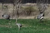 Jagdszenen aus dem Nandu-Land. Geduldig teilen sich die Nandu-H�hne die Arbeit bei der Aufzucht der Jungtiere vom Sp�tsommer bis zum Fr�hjahr. Doch spikt sie im Fr�hling der Hafer, jagen sie sich �ber die Felder! Die Tiere beschleunigen aus dem Stand auf 70 Km/h. Die Zeit der Balz ist die Zeit, wo auch ich lieber Abstand halte. Selbst der zur Zeit bekannteste Tierfilmer Deutschlands machte schlechte Erfhahrungen, als er seinen Hund mit einem Hahn bekannt machen wollte. Denn Hunde m�gen sie gar nicht. 
Nandus bei Hohenleuchte (RZ) am 02.04.2016