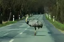 Ein sehr sch�ner Nandu-Hahn �berquert die Kreisstrasse zwischen Schlagsdorf und Thandorf im Kreis Nordwestmecklenburg. Das Bild ist etwas in der Farbe verf�lscht, da es durch die get�nte Frontscheibe meines Autos fotografiert wurde. Es ist also eine allt�gliche Situation in unserer Umgebung; 02.04.2016