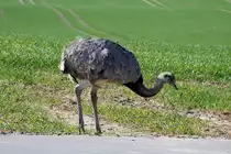 Aus Verlegenheit pickt eine Nandu-Henne am Radweg neben der Stra�e. Diese abwartende Verlegenheit ist eine typischen Verhaltensveise der Tieren wenn sie eine Stra�e kreuzen wollen und ein Auto oder ein Mensch nervt sie dabei. Thandorf (NWM), 02.04.2016