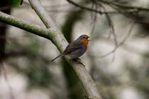 Da schmettert mein kleiner Freund wieder sein hbsches Liedchen und leutet den Frhling ein! Er trgt bei uns den Spitznamen:  Der Opa  Jeden Winter hpft er langsam ber die Terrasse und sammelt die Krner, die ihm die flinken Vgel von oben herabwerfen. Auch der  Verrckte Vogel  ist seit letzten Wochenende im Garten. Es ist die Gartengrasmcken die schrill alles durcheinander singt. Nur meine Heckenbraunnelle, mir der ich immer erzhle, ist noch nicht da. Ich mache mir Sorgen...
Ein Rotkehlchen in unserem Graten. Ratzeburg, 03.04.2016