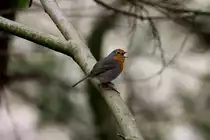Da schmettert mein kleiner Freund wieder sein h�bsches Liedchen und leutet den Fr�hling ein! Er tr�gt bei uns den Spitznamen:  Der Opa  Jeden Winter h�pft er langsam �ber die Terrasse und sammelt die K�rner, die ihm die flinken V�gel von oben herabwerfen. Auch der  Verr�ckte Vogel  ist seit letzten Wochenende im Garten. Es ist die Gartengrasm�cken die schrill alles durcheinander singt. Nur meine Heckenbraunnelle, mir der ich immer erz�hle, ist noch nicht da. Ich mache mir Sorgen...
Ein Rotkehlchen in unserem Graten. Ratzeburg, 03.04.2016
