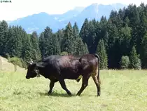 Dunkles Rind in der N�he der Starzlachklamm am 04.08.2015