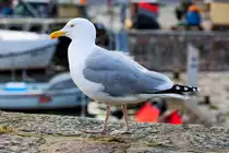 Silberm�we im Hafen von Sassnitz. - 06.04.2016
