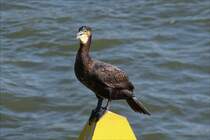 . Dieser Kormoran hat den Fotografen genau im Auge. 11.04.2016 (Hans)