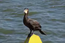 . Dieser Kormoran hat den Fotografen genau im Auge. 11.04.2016 (Hans)