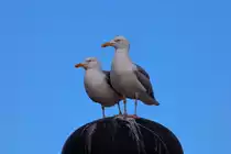 Zwei M�wen in trauter Gemeinsamkeit auf einer Sassnitzer Lampe. - 23.04.2016
