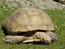 Walter Zoo Gossau/SG - Bewohner eine Sporenschildkrten .. Foto vom 06.09.2008