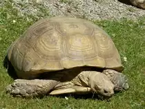 Walter Zoo Gossau/SG - Bewohner eine Sporenschildkr�ten .. Foto vom 06.09.2008