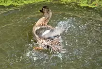 Stockente beim Badevergn�gen am Schlo� Gracht - 26.03.2016