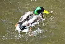 Stockentenerpel bei der Morgenw�sche am Schlo� Gracht - 26.03.2016