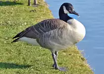 Kanadagans in der Rheinaue Bonn - 14.03.2016