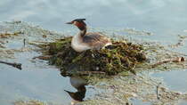 Haubentaucher. Podiceps cristatus. Der Vogel hat sein Nest auf einer schwimmenden Bltter-/ Rhrichtinsel gebaut. Foto: Berlin, Am Tegeler Hafen, Im April 2016