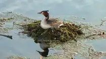 Haubentaucher. Podiceps cristatus. Der Vogel hat sein Nest auf einer schwimmenden Bl�tter-/ R�hrichtinsel gebaut. Foto: Berlin, Am Tegeler Hafen, Im April 2016