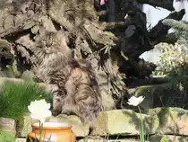 Hier im Garten f�hlt sich  die �ber das Berliner Tierheim zu uns gekommene ca. 1,5 Jahre alte  Main Coon  Molly , die in der Gegend von Burg gefunden wurde, wohl aber noch nicht sicher. 