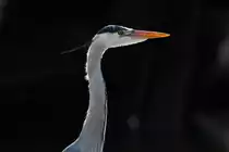 Graureiher in Lauerstellung. - 03.05.2016