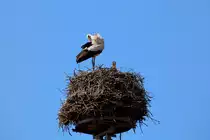 Mellenthiner St�rche bei der Brut . - 02.05.2016
