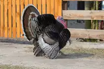 Puter flaniert auf der Dorfstrasse in Christiansberg. -  03.05.2016
