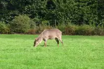 Sieht fast aus wie ein Esel, m�ssten aber ein weiblicher Wasserbock im Serengetipark sein, 9.9.15 