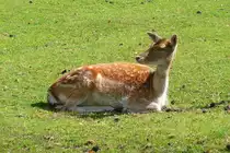 Ein Damhirsch auf der Wiese im Serengetipark, 9.9.15 