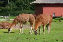 Zwei grasende Guanakos im Serengetipark, 9.9.15