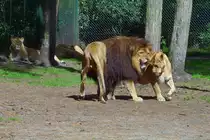 L�wen kurz vor der Paarung im Serengetipark, ein junges M�nnchen schaut interessiert zu. 9.9.15