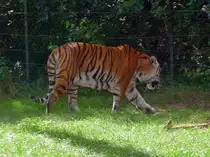 Ein Tiger im Serengetipark, 9.9.15 