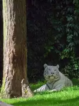 Wei�er Tiger im Serengetipark, 9.9.15 
