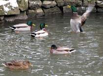 ich bin schn und Ihr ?