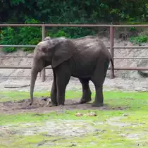 Ein junger Elefant im Serengetipark, 9.9.15
