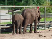 Elefantenkuh mit Nachwuchs im Serengetipark, 9.9.15 