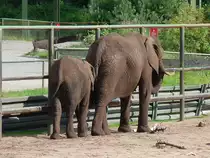 Elefantenkuh mit Nachwuchs im Serengetipark, 9.9.15 
