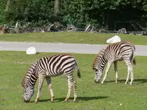 Friedlich grasende Zebras im Serengetipark, 9.9.15 