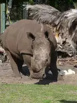 Nashorn auf Strau�enbesuch im Serengetipark, 9.9.15 