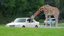 Giraffen-F�tterung im Serengetipark, 9.9.15 