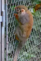 Totenkopfaffe im Serengetipark, 9.9.15