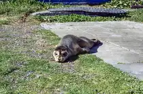 Kegelrobbe (Halichoerus grypus) an der Jugendherberge H�sey, Island., Bild vom Dia. Aufnahme: Juli 1995.