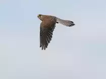 Ein Turmfalke (Falco) im Flug �ber der Dresdner Elbwiese (2); 18.03.2016
