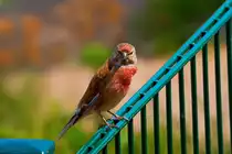 Ein Bluth�nfling hat das klicken der Kamera bemerkt. - 31.05.2016
