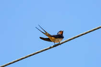 Schwalbe auf einem Drahtseil. - 03.06.2016