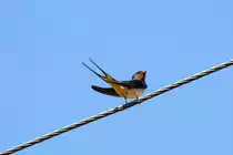 Schwalbe auf einem Drahtseil. - 03.06.2016